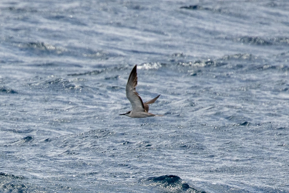 tøyleterne - ML646539283