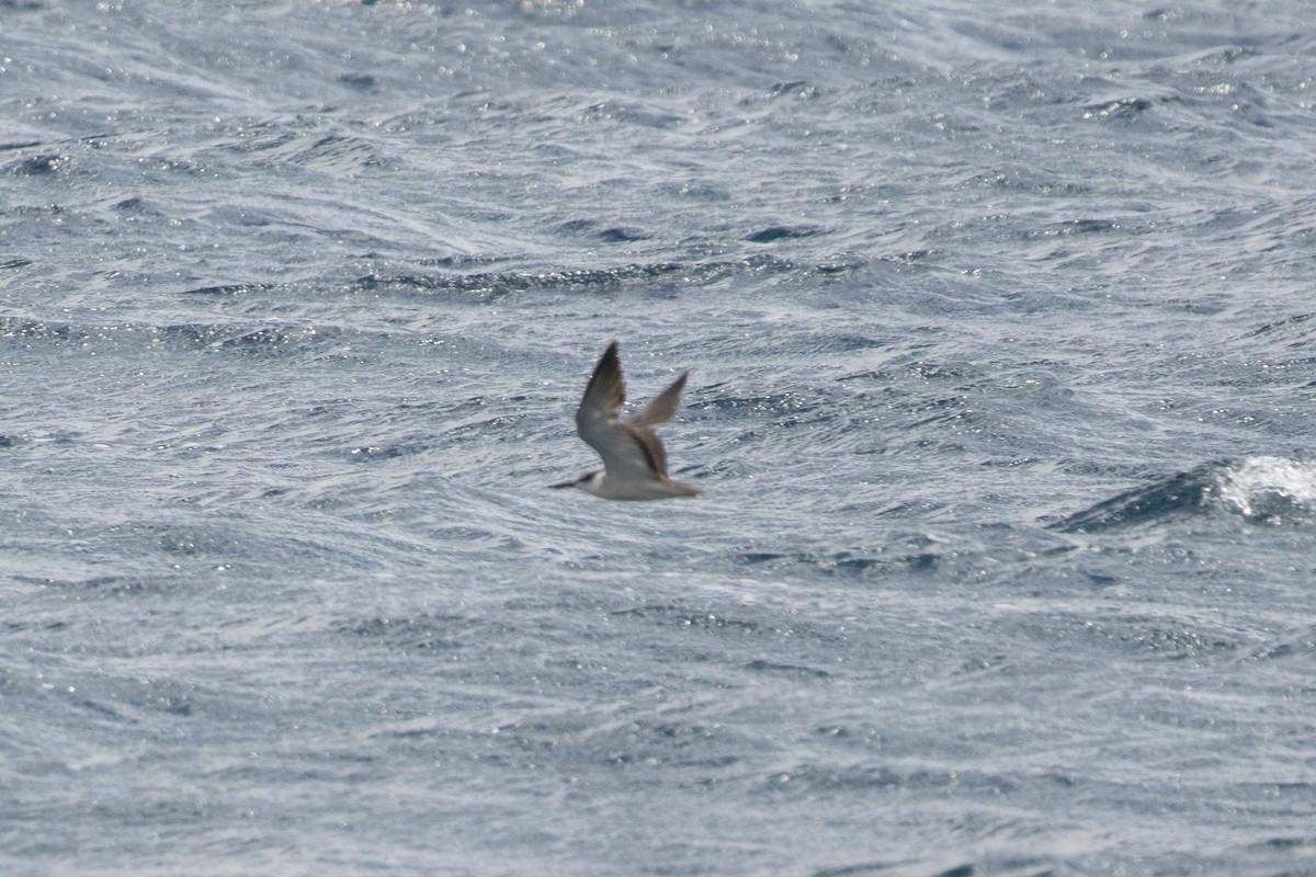 tøyleterne - ML646539284