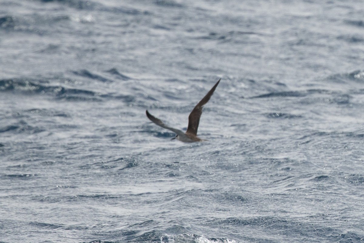 tøyleterne - ML646539285