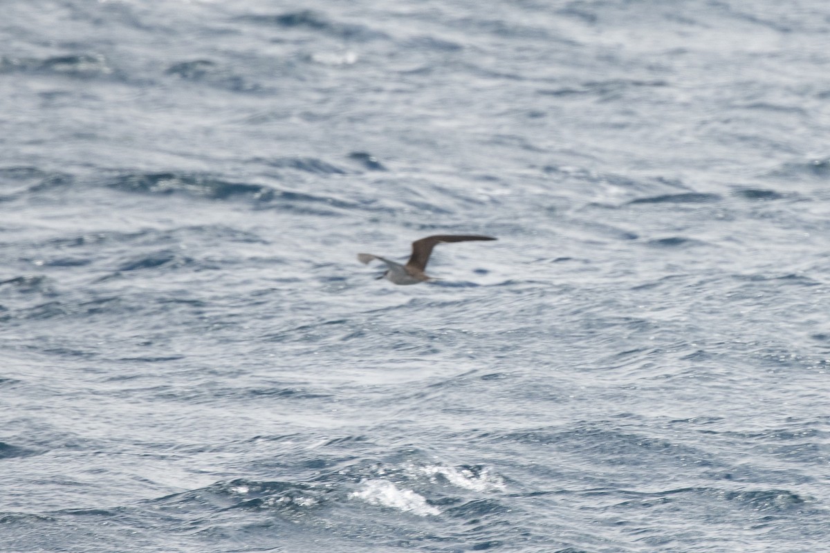 tøyleterne - ML646539286