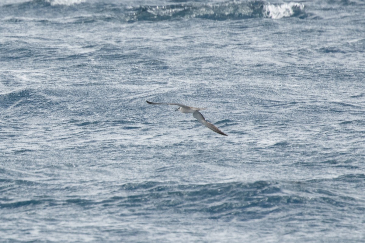 tøyleterne - ML646539287