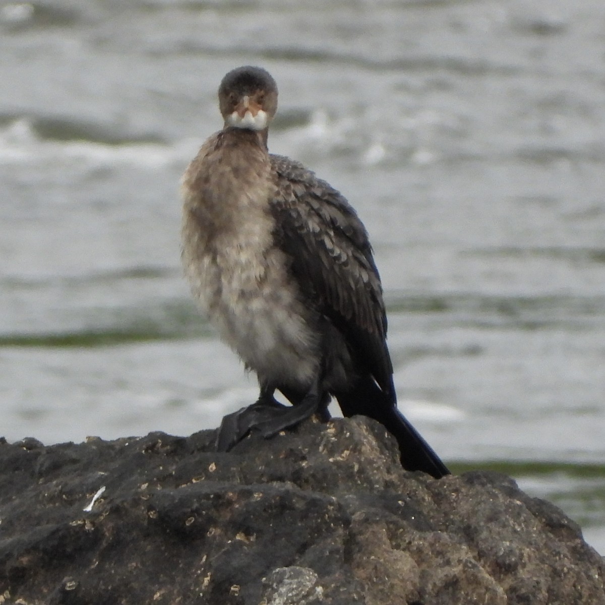 langstjertskarv - ML646539289