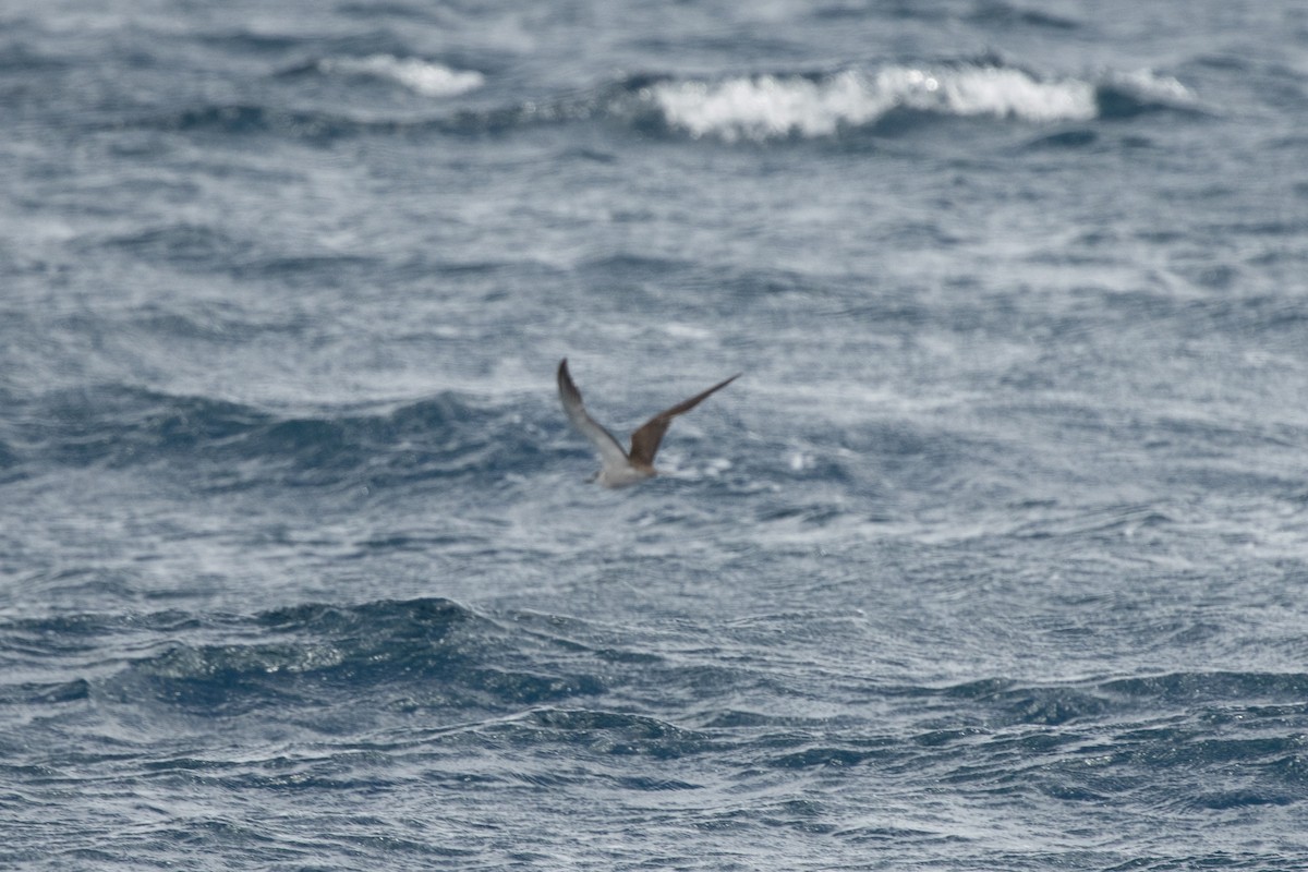 tøyleterne - ML646539290