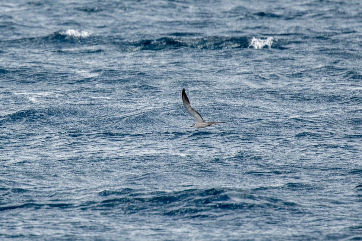 tøyleterne - ML646539291