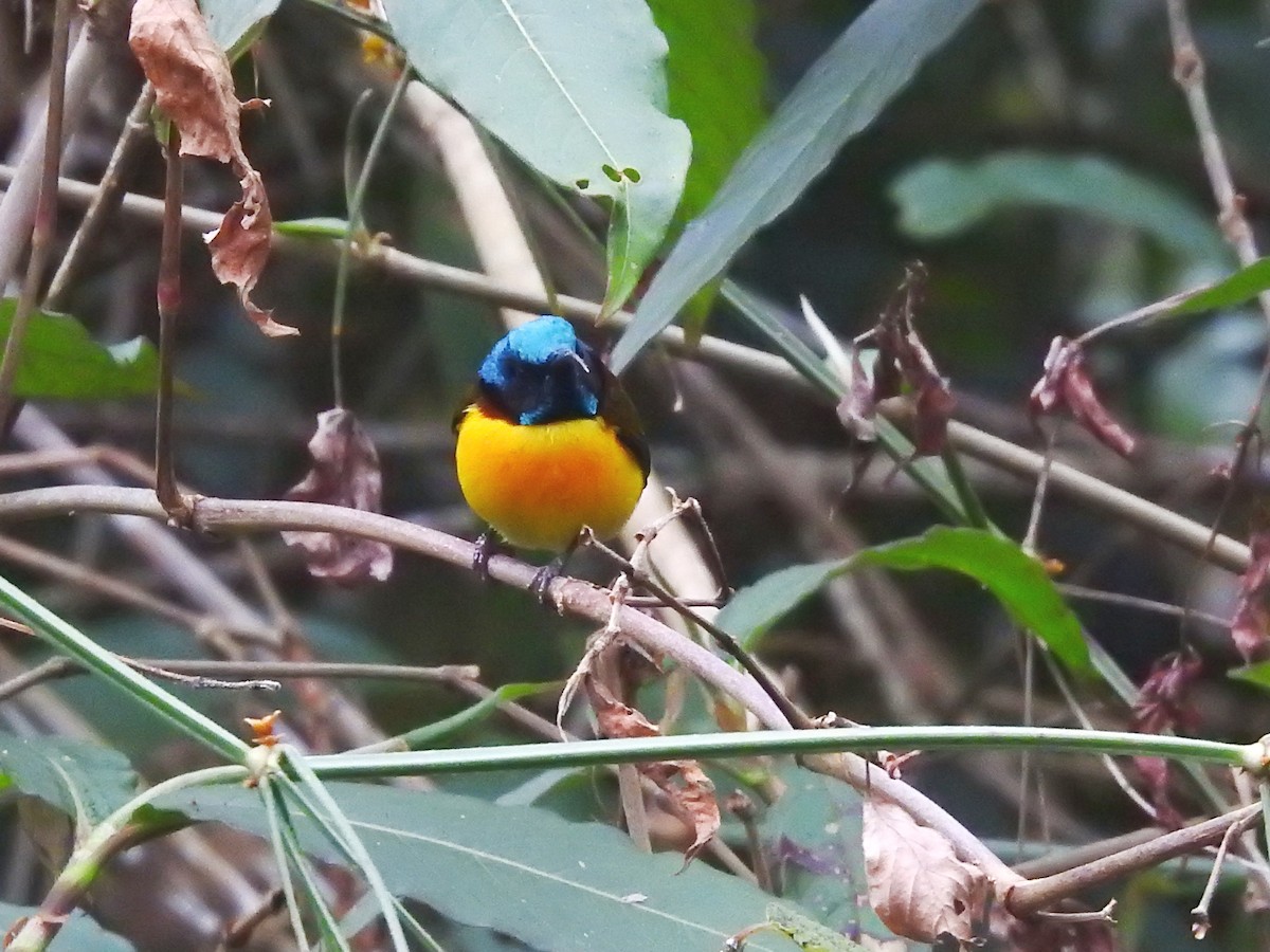 ミドリオタイヨウチョウ - ML646539300