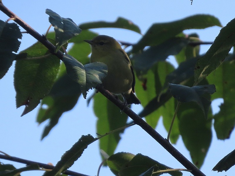 סבכון טנסי - ML646539301