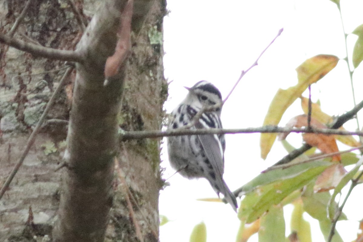 Black-and-white Warbler - ML646539306