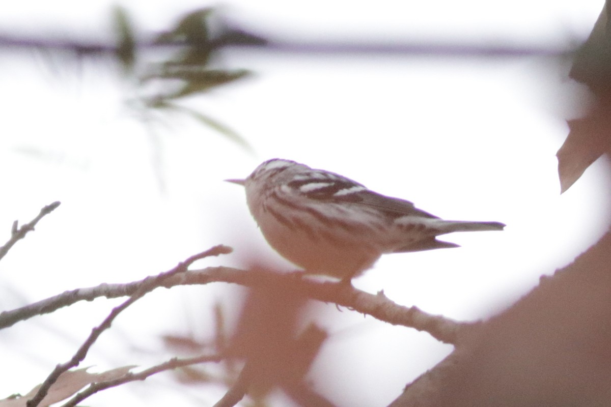 Black-and-white Warbler - ML646539307