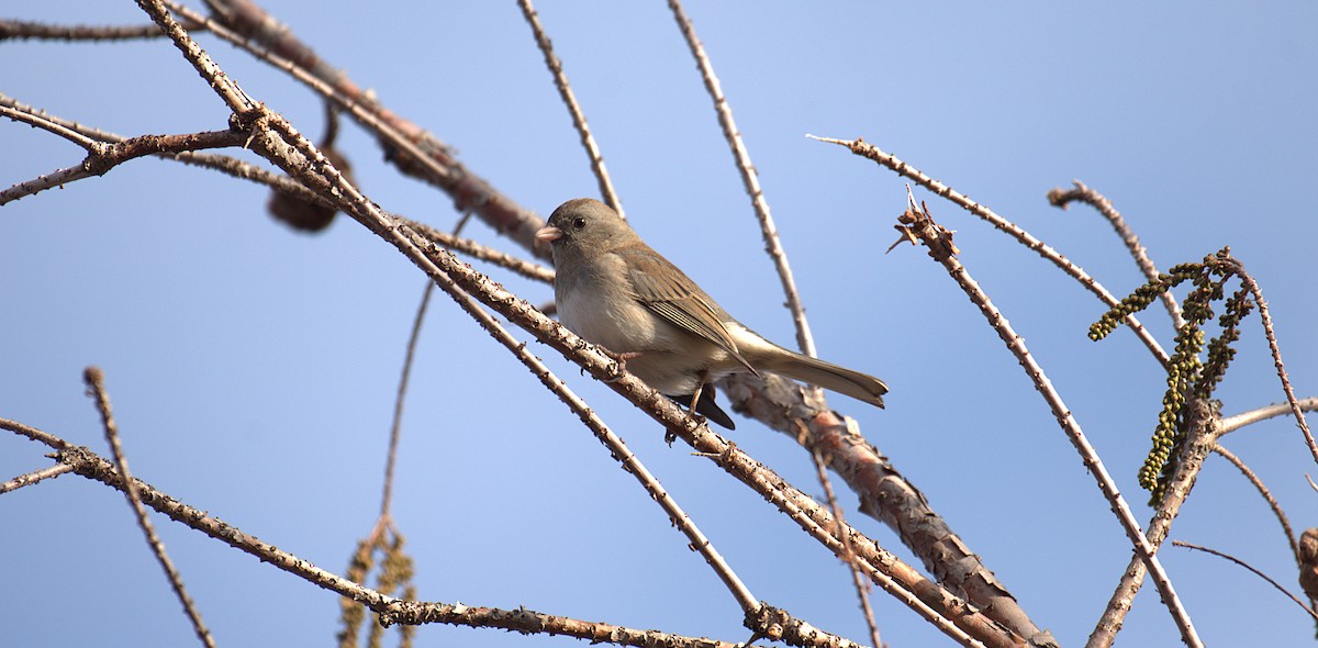 Dark-eyed Junco - ML646539309