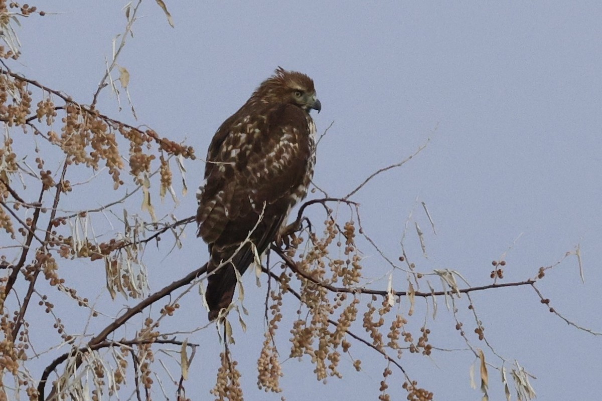 Red-tailed Hawk - ML646539310