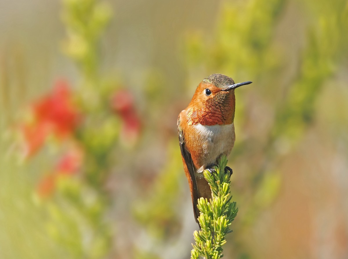 Allen's Hummingbird - ML646539316