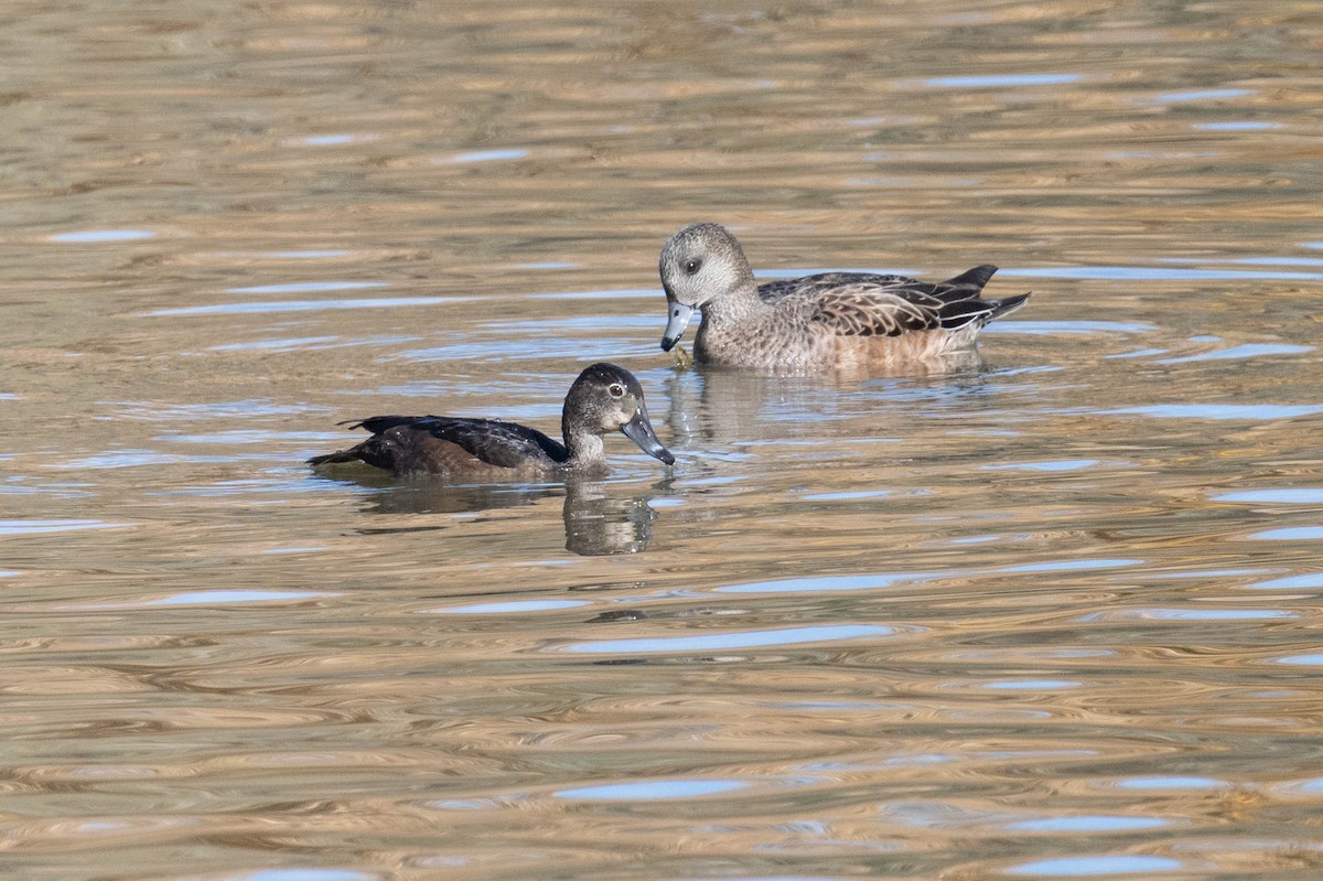 Ring-necked Duck - ML646539317