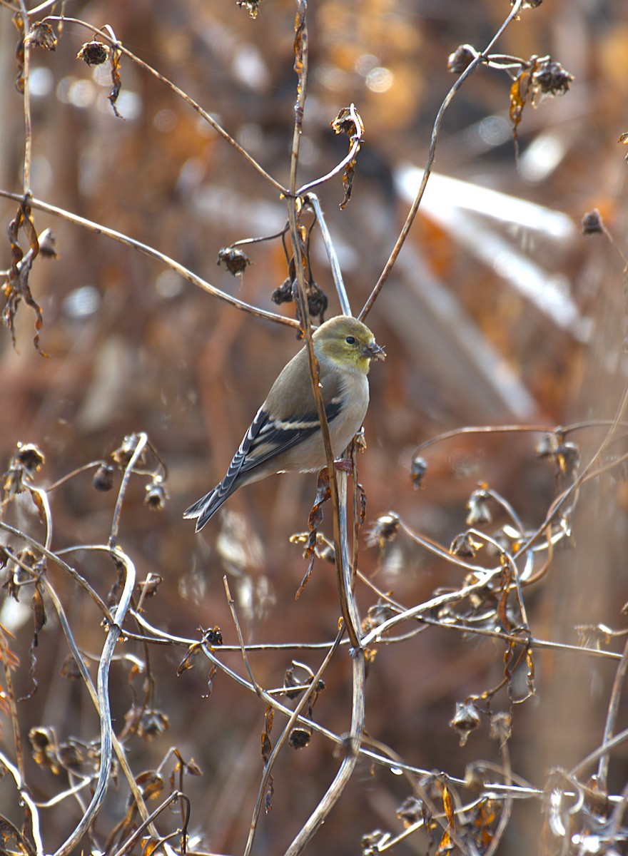 American Goldfinch - ML646539318