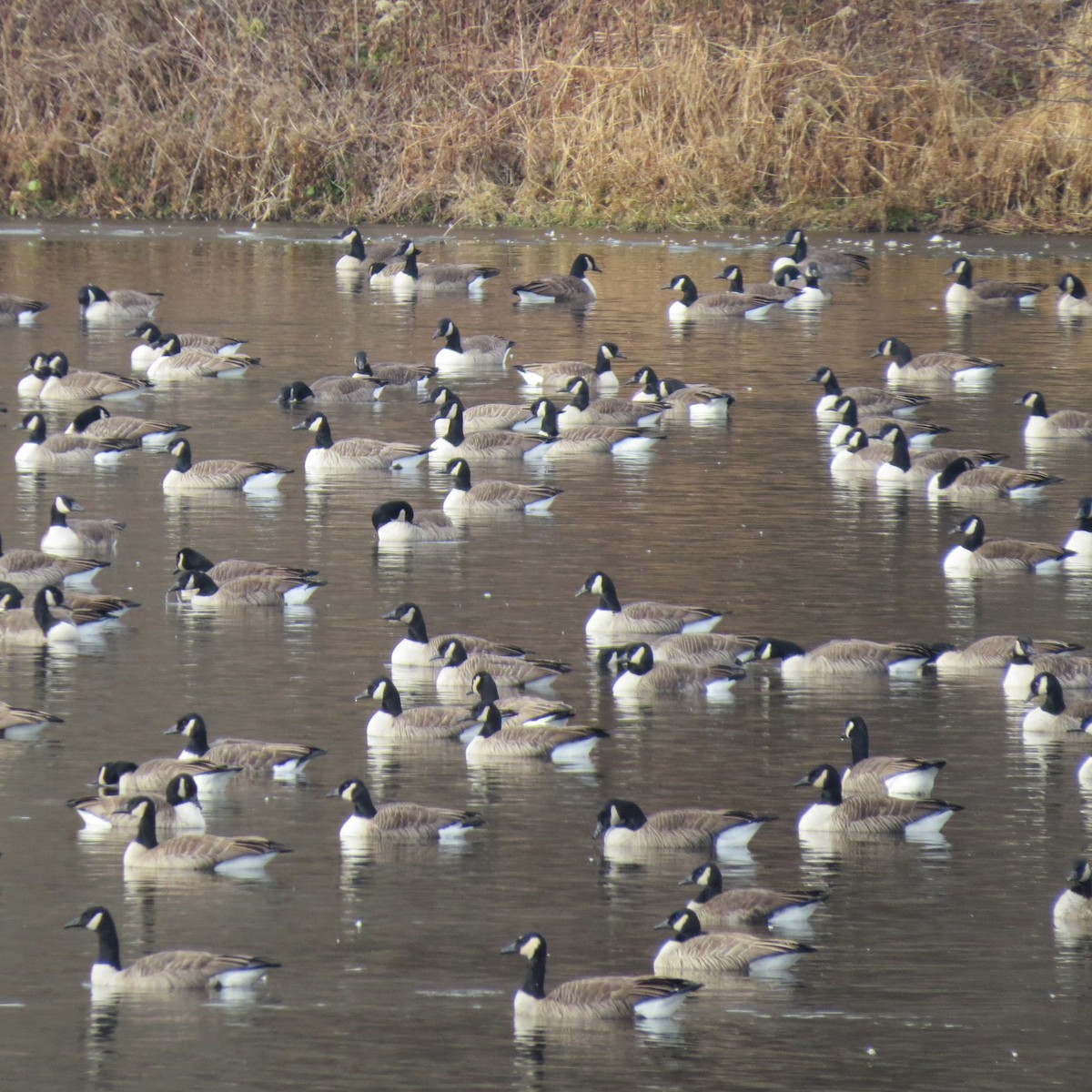 Branta kanadar handia - ML646539319