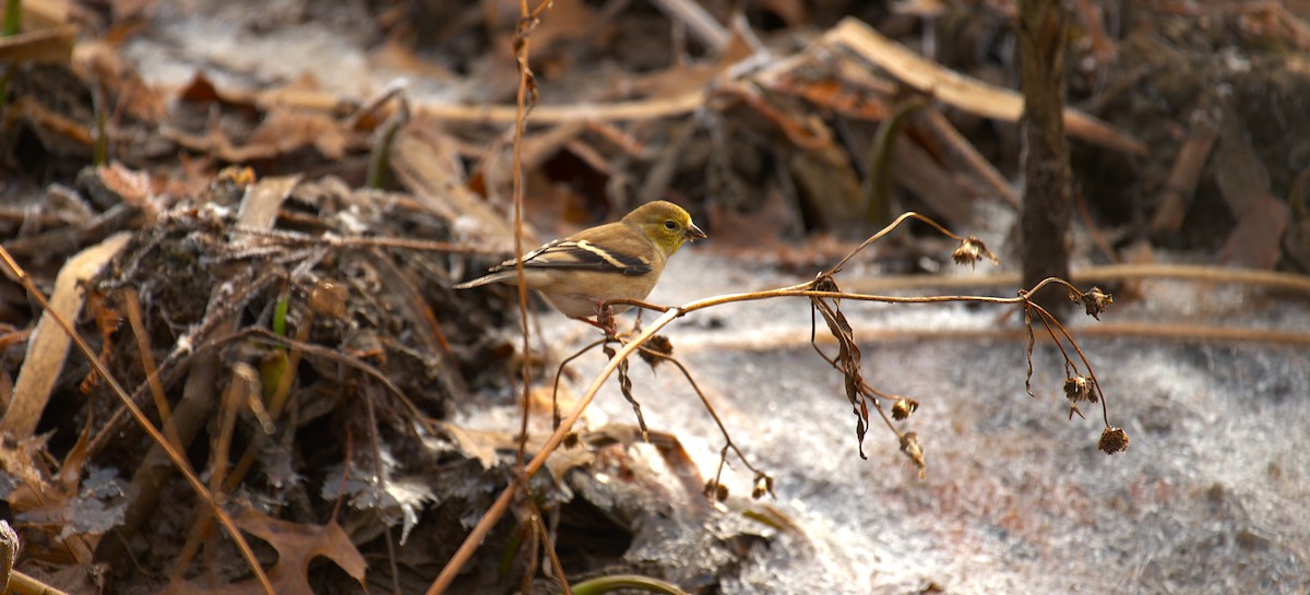 American Goldfinch - ML646539320