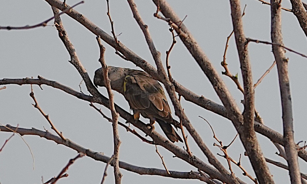 Rüppell Papağanı - ML646539323