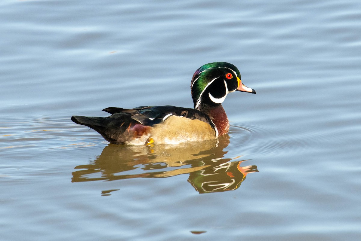 Wood Duck - ML646539325
