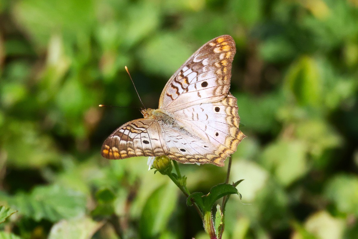 White Peacock - ML646539326
