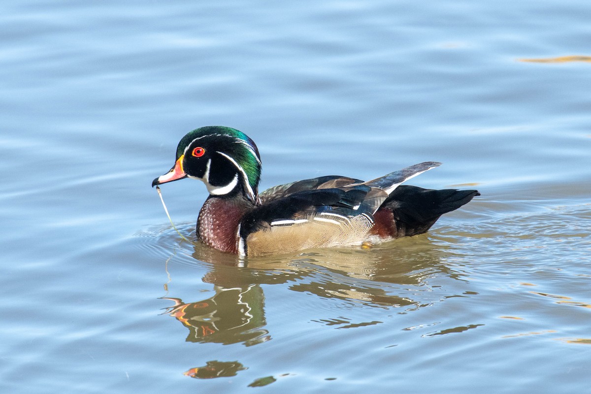 Wood Duck - ML646539327