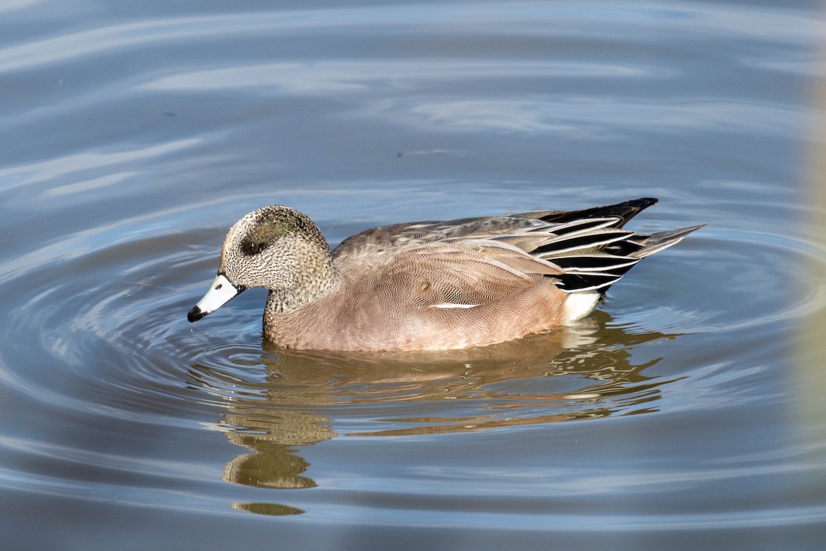 American Wigeon - ML646539331