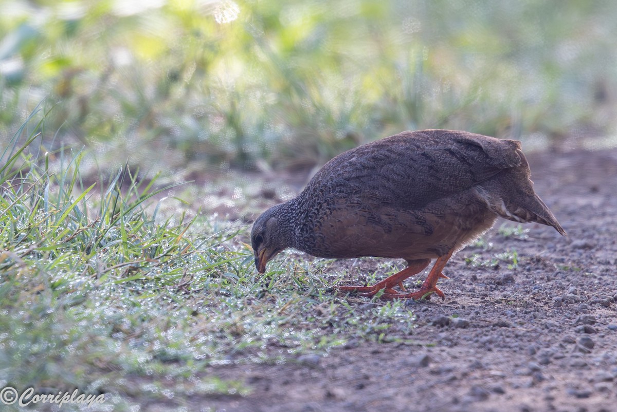 Hildebrandt's Spurfowl - ML646539336