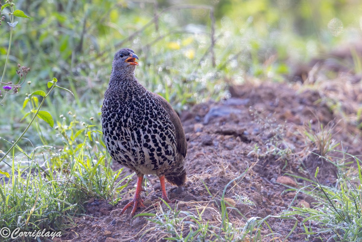 Hildebrandt's Spurfowl - ML646539337