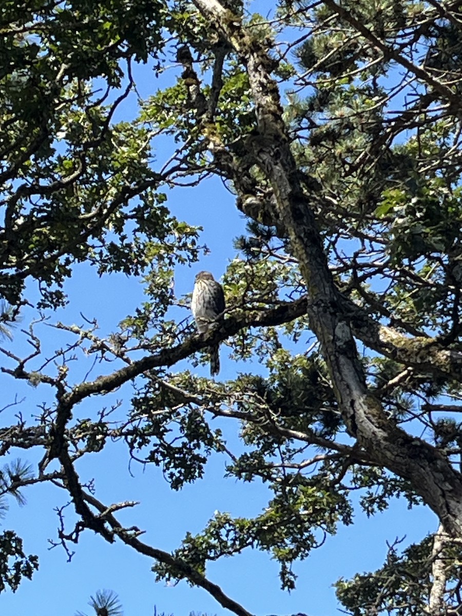 trostehauk - ML646539338