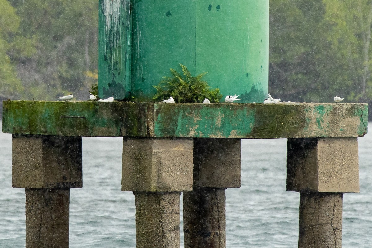 svartnakketerne - ML646539339