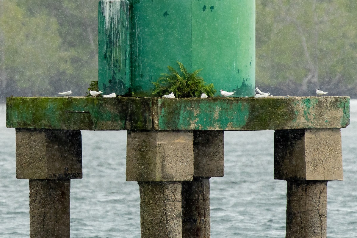 svartnakketerne - ML646539340