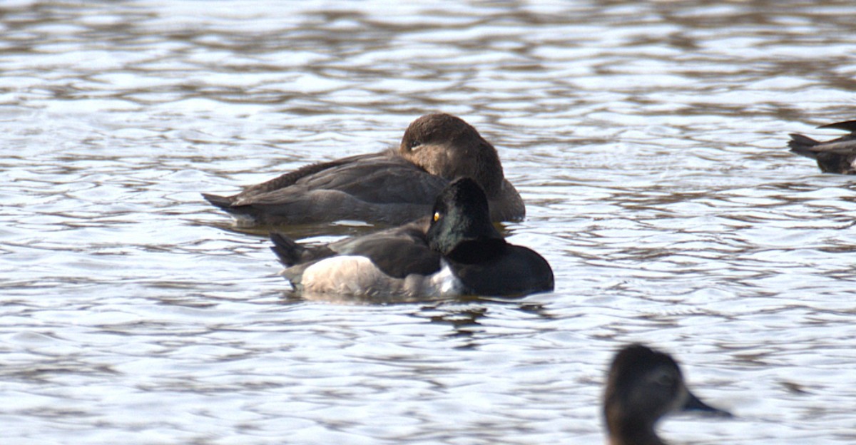 Redhead - ML646539341