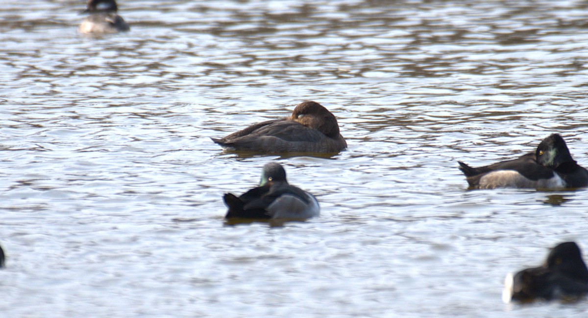 Redhead - ML646539342