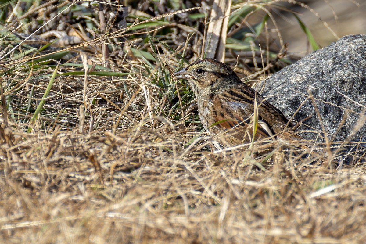 Sumpfammer - ML646539343