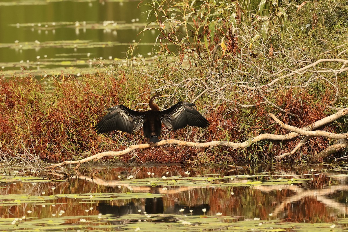 Australasian Darter - ML646539344