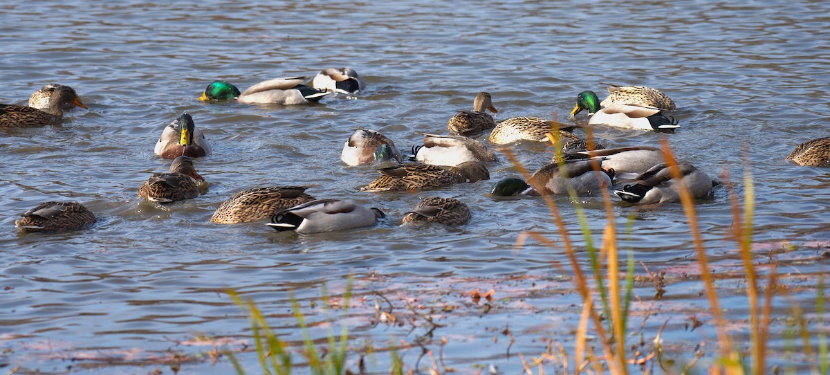 Mallard - ML646539345