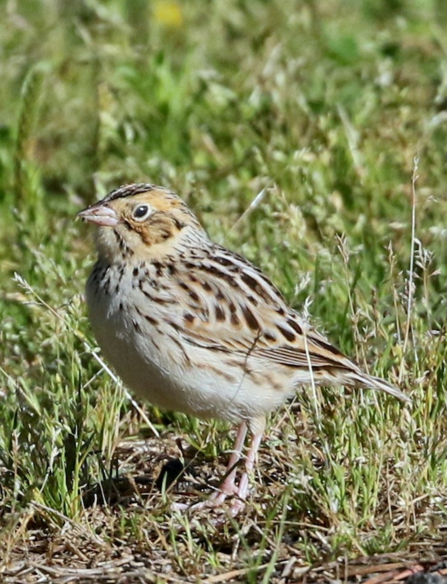 Baird Serçesi - ML646539346