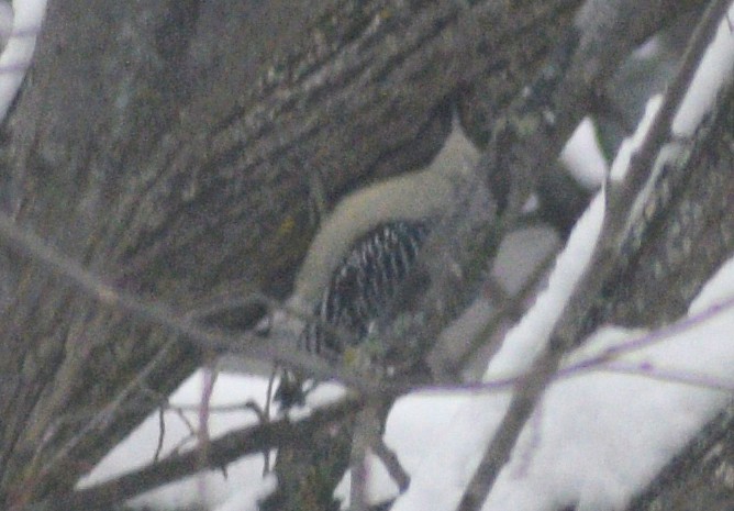 Red-bellied Woodpecker - ML646539347