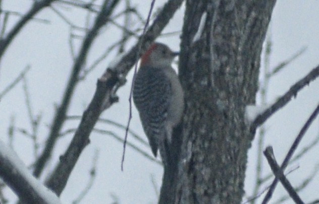 Red-bellied Woodpecker - ML646539351