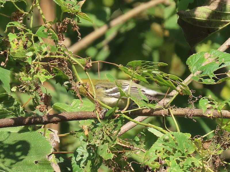 Reinita Castaña - ML646539352