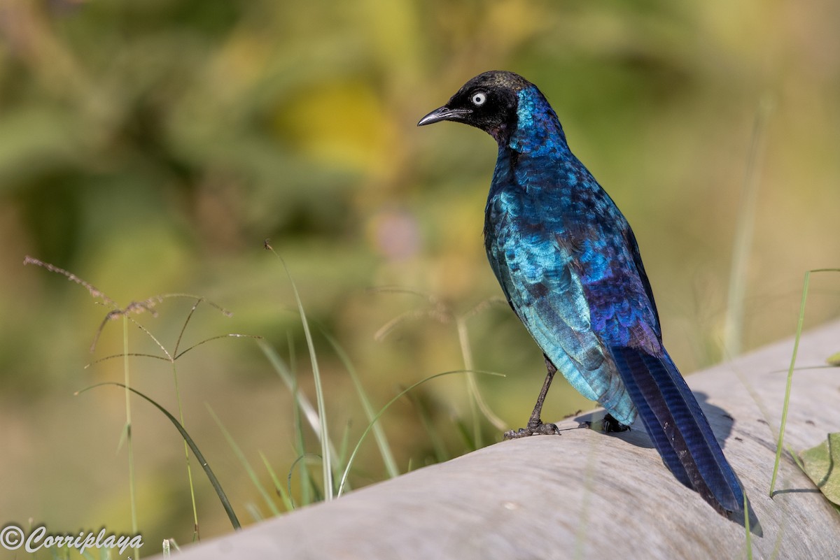 Rüppell's Starling - ML646539353
