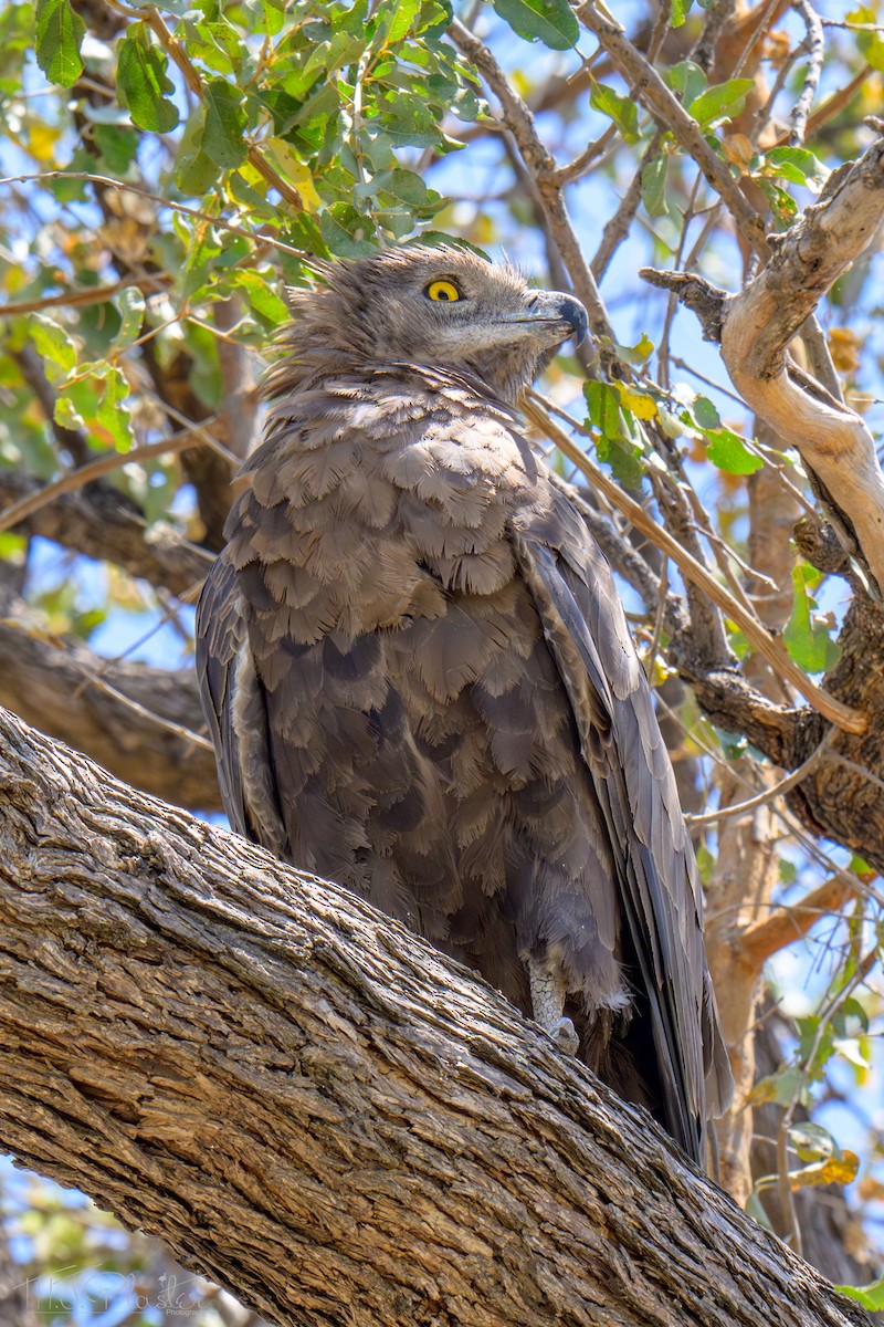 Kahverengi Yılan Kartalı - ML646539355