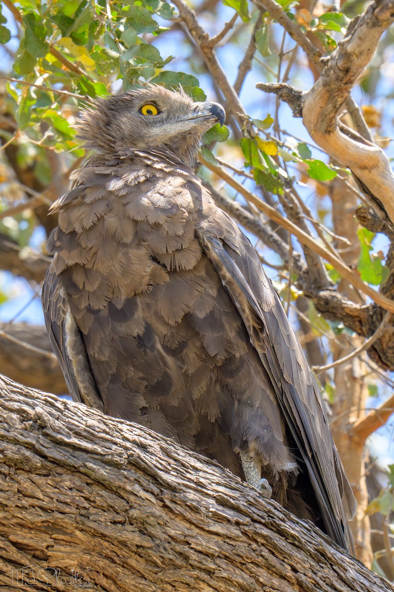 Kahverengi Yılan Kartalı - ML646539356