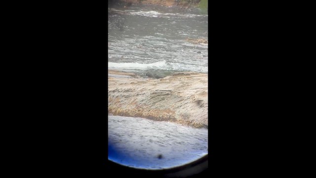 Sooty Oystercatcher - ML646539358