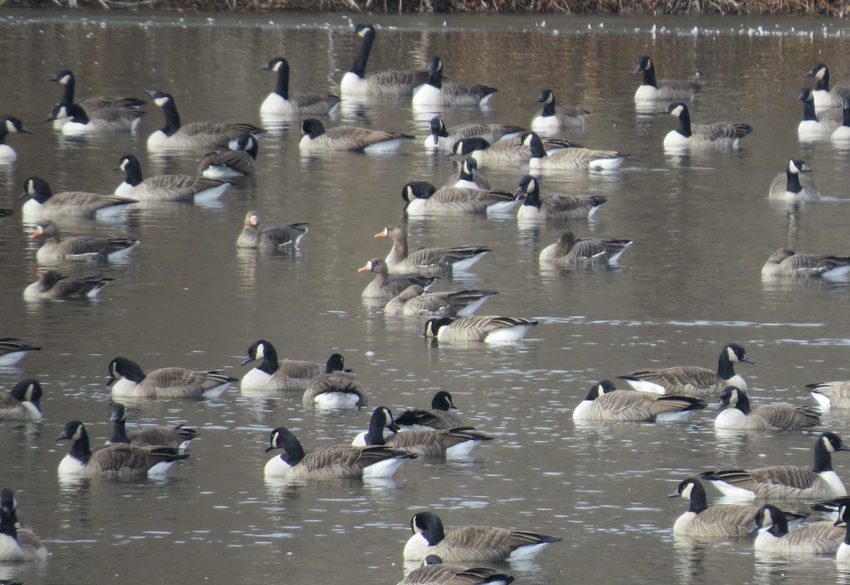 Antzara muturzuria - ML646539359