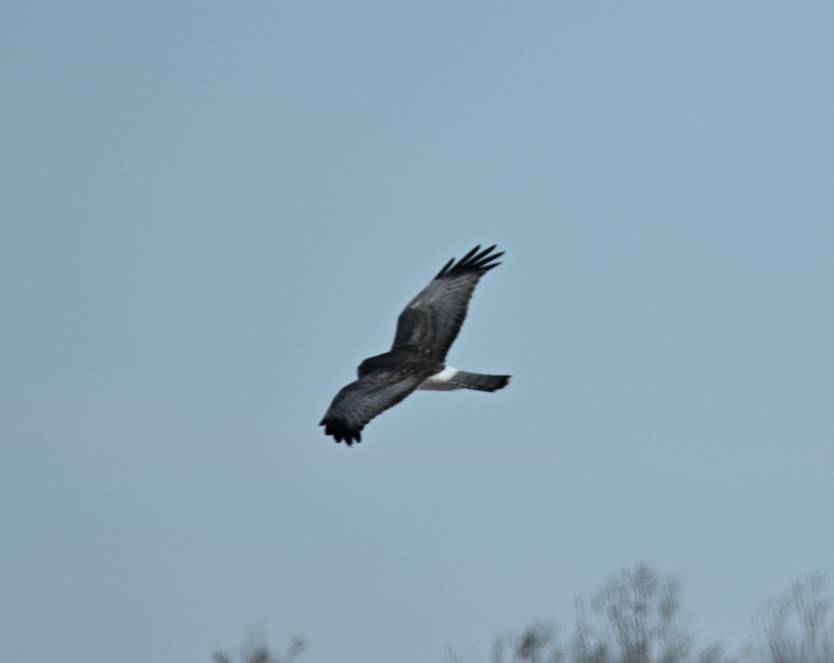 Northern Harrier - ML646539360