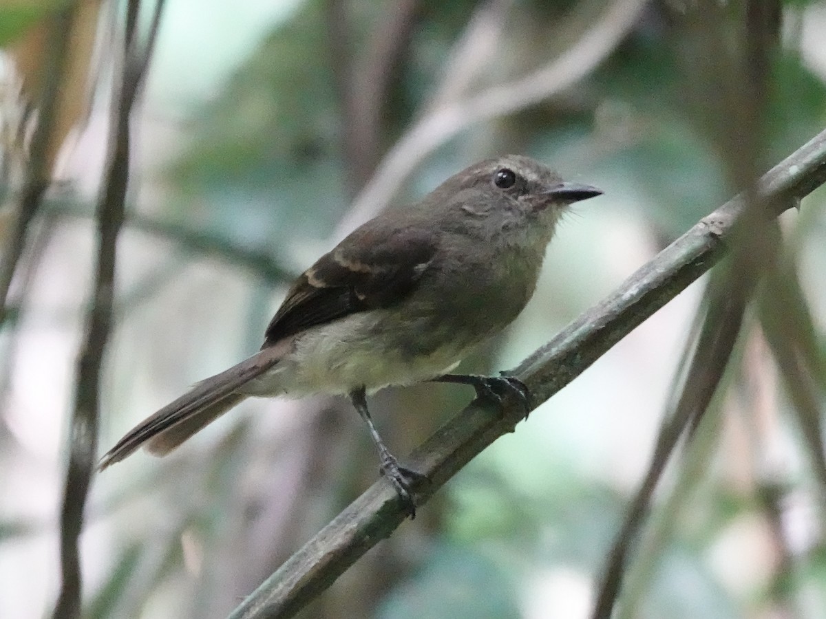 Fuscous Flycatcher - ML646539361