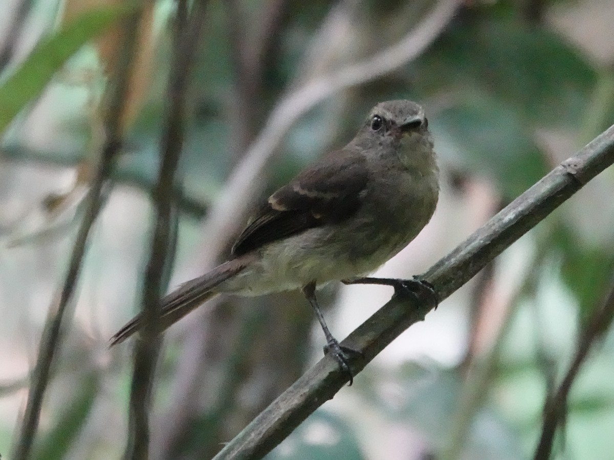 Fuscous Flycatcher - ML646539362