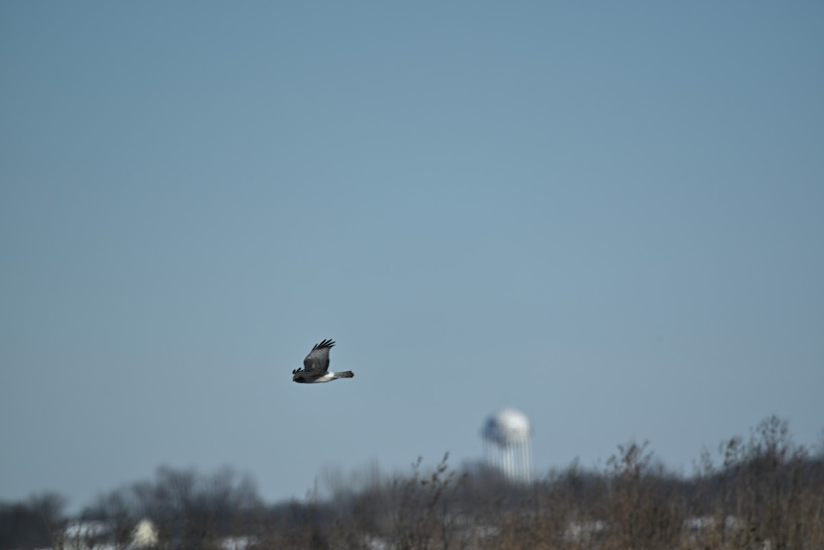 Northern Harrier - ML646539363