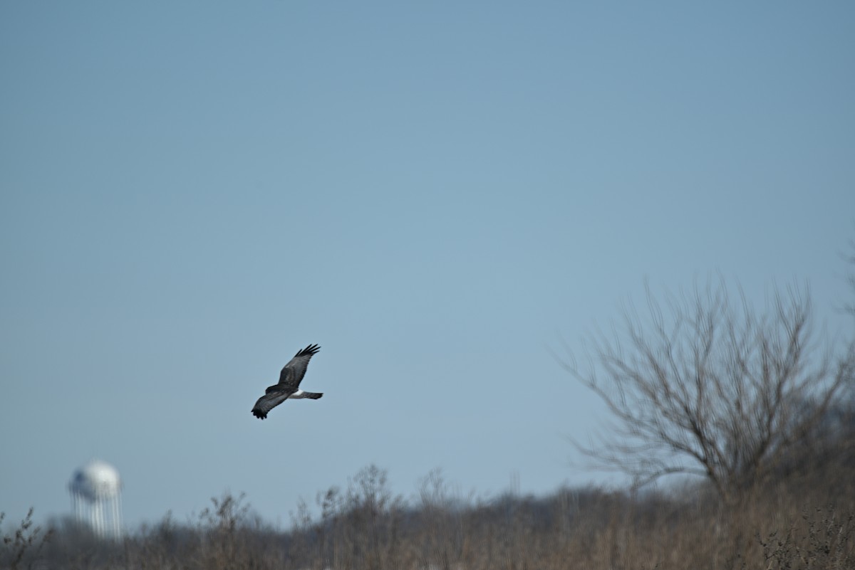 Northern Harrier - ML646539365