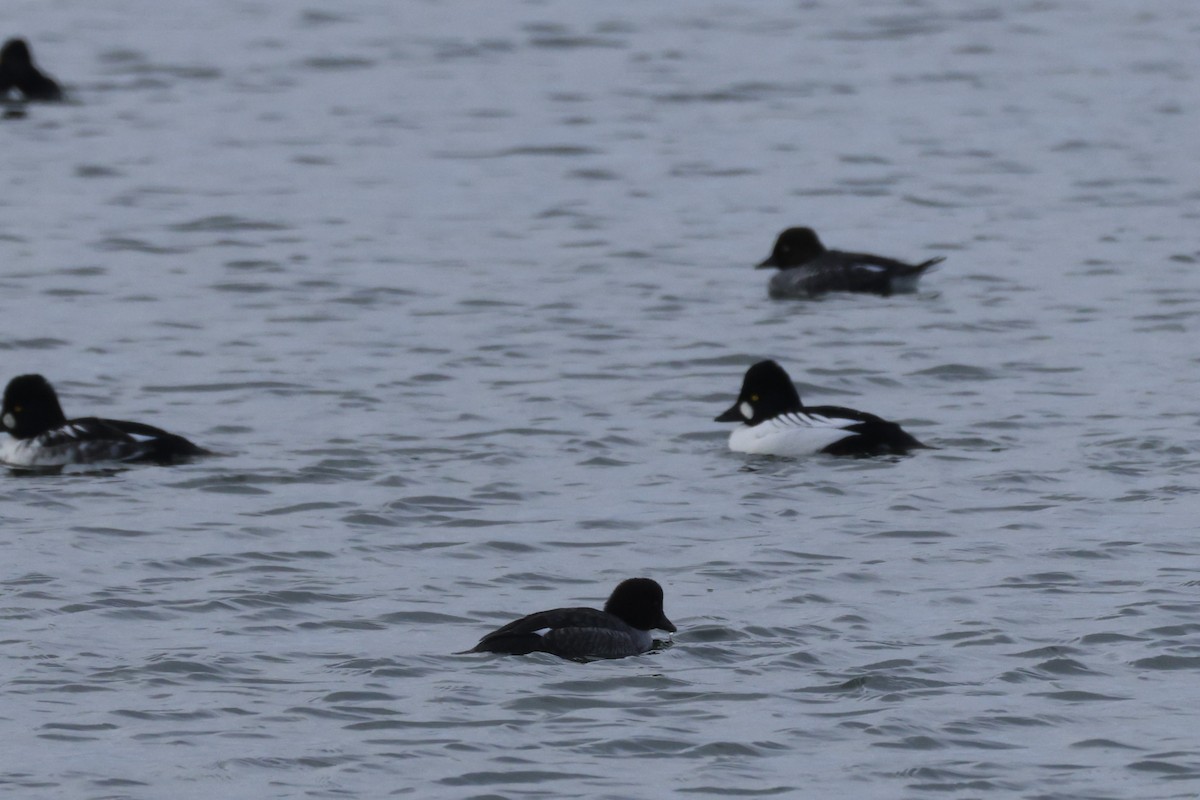 Common Goldeneye - ML646539366