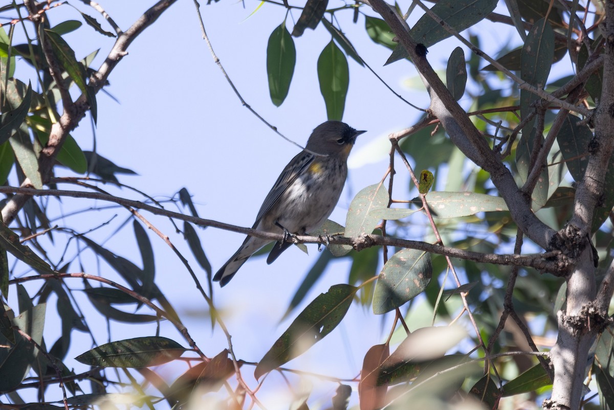 lesňáček žlutoskvrnný - ML646539375